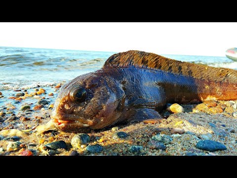 Видео: ТРЕСКА/Рыбалка в Белом море/Хороший клёв