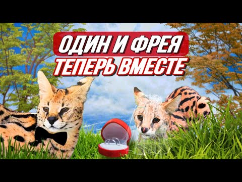 Видео: Семья сервалов: Фрея переезжает к Одину 😽 С кем будет жить саванна Олаф? 😼