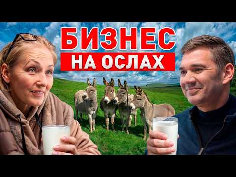 Видео: Ослиная ферма: как заработать на ослином мясе и молоке?