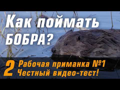 Видео: 100% рабочая приманка на бобра. Видео с камеры и подробный обзор как работает приманка.