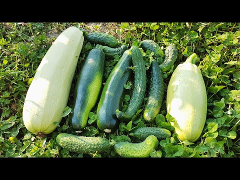 Видео: Первый урожай КАБАЧКОВ, пошли ОГУРЦЫ, ПОМИДОРЫ на подходе! Обзор ОГОРОДА на стройке, 22 июля 2020