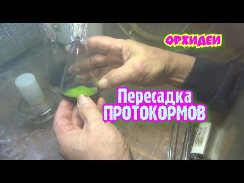 Видео: ОРХИДЕИ. 
Пересадка ПРОТОКОРМОВ на доращивание.