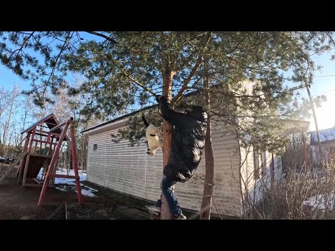 Видео: Солома теперь один. Беленькая к чаю, Особенности кормления, Отлаженная схема, Алкотребование, Иваха'
