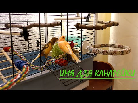 Видео: Имя для канарейки.