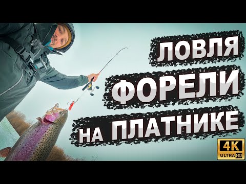 Видео: Ловля ФОРЕЛИ на платнике ЗИМОЙ