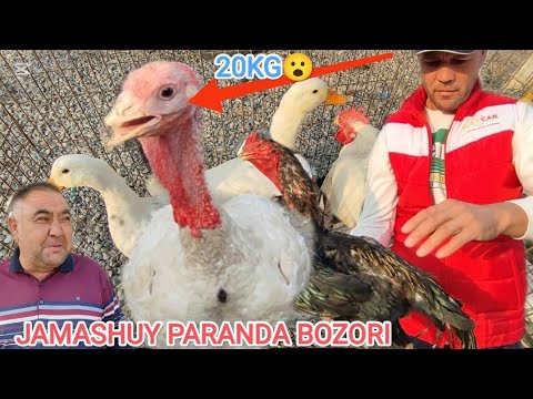 Видео: ПАРВОЗЛАР УЧУН МАХСУС ВИДЕО НАМАНГАН ТОВУК БОЗОРИ ДАКАНЛАР ТОВУКЛАР ЖУ́ЖАЛАР БУ́ЛДИ 