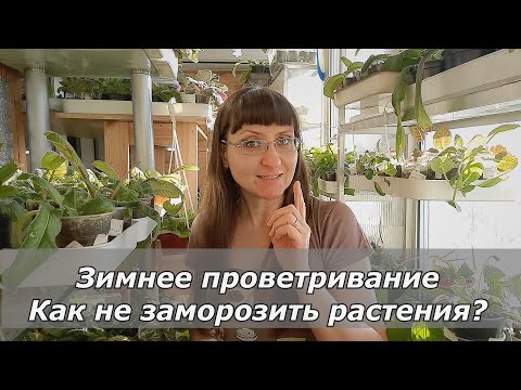 Видео: Лайфхак: Как не заморозить цветы на окне?