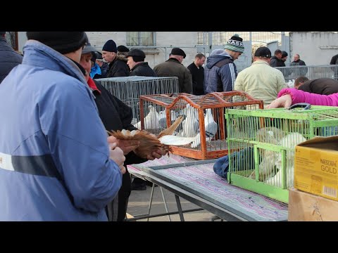Видео: Продажа Голубей в Германии