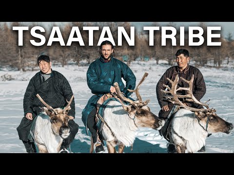 Видео: ОЛЕНЬЕЛЮДИ - Племя Цаатан, живущее с оленями при температуре -50°.