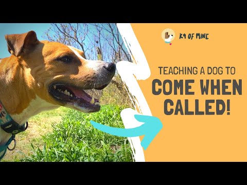 Видео: Научите собаку подходить по зову: СЕКРЕТ надежного отклика!