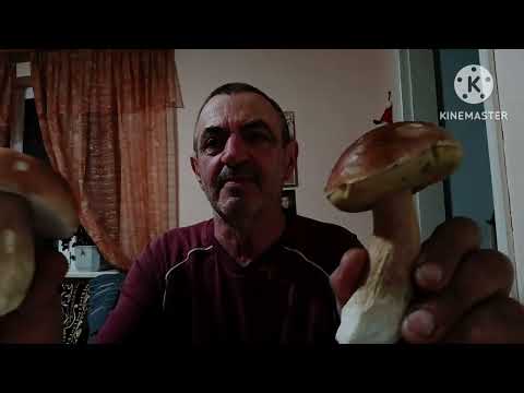 Видео: Відкрив грибний сезон 2025 р.трійцею боровиків і закриваю також трійцею букових білячків!!!