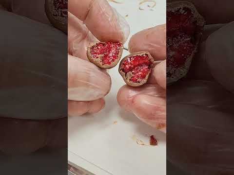 Видео: Закончили первый этап испытаний глазировочной линии Jastin.