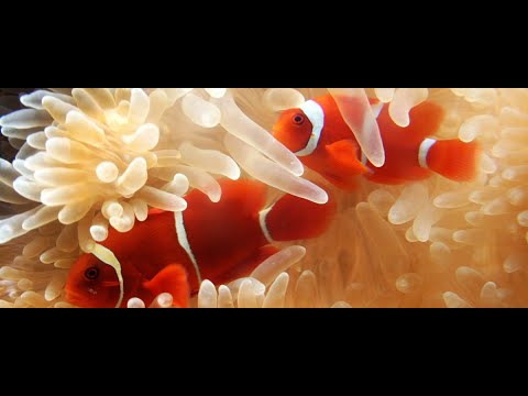 Видео: Океанариум в Санкт - Петербурге.