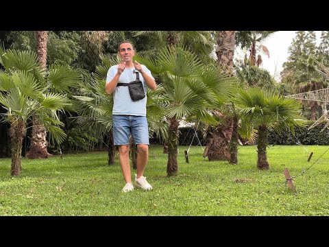 Видео: ПРОГУЛКА ПО СОЧИ | ДЕНДРАРИЙ | ЦИРК 🤡 ПЛЯЖ 🏝️🌊