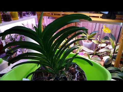 Видео: Орхидея Ванда - 1 | Ревизия Посадки и Корней | Отделение Детки | V. Robert Deligcht Black