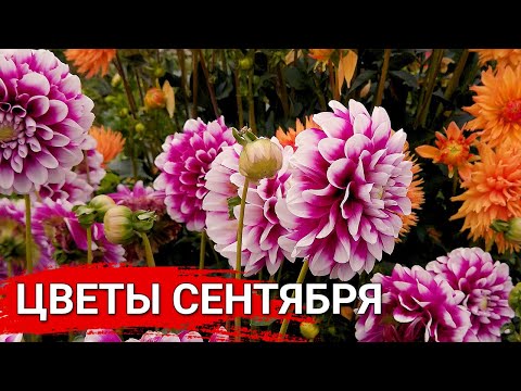 Видео: ЦВЕТЫ СЕНТЯБРЯ