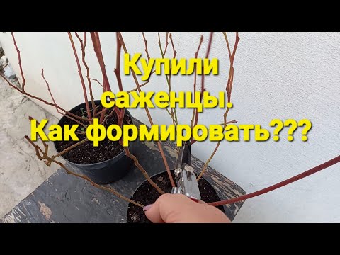 Видео: Обрезка саженцев голубики. Что с ними делать?