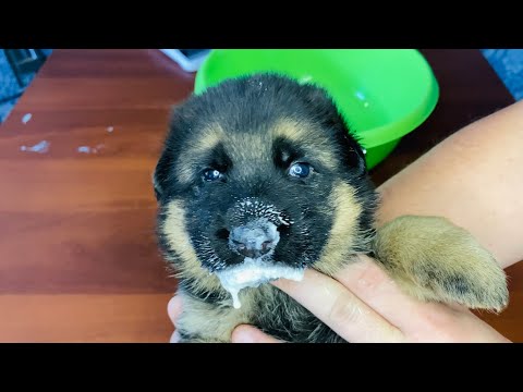 Видео: ГЛИСТОГОНИМ ЩЕНКОВ НЕМЕЦКОЙ ОВЧАРКИ