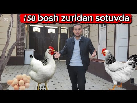 Видео: (СОТИЛДИ) ADLER TOVUQLARINI BOQIB BIZNES QILAMAN DEGANLAR UCHUN