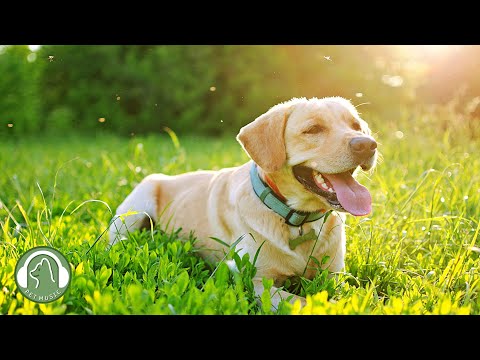 Видео: Исцеляющая музыка для собак - расслабляющая музыка, музыка для снятия стресса, любимая музыка собак.