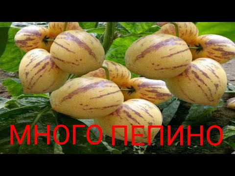 Видео: Пепино самый правильный уход и формирование кустов