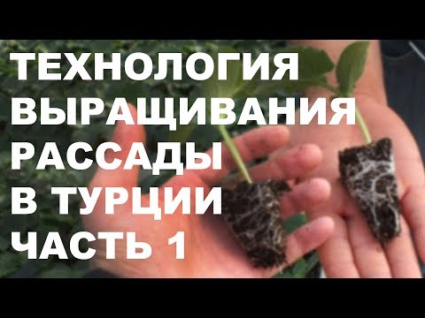 Видео: Технология выращивания рассады в Турции . Часть 1