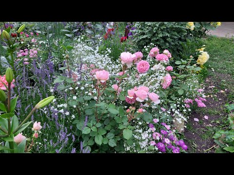 Видео: Розы в июне. Сорта роз и рассказ о них