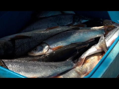 Видео: Ловите рыбу, зарабатывайте деньги: подробности программы по ловле щуки-гольяны в Орегоне