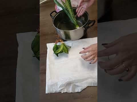 Видео: Самая надёжная обработка от клеща. Рассказываю, как с одного раза избавится от него на сансевиериях.
