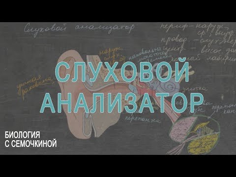 Видео: Слуховой анализатор