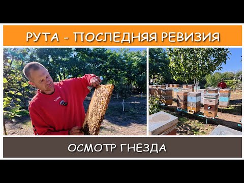 Видео: Осенняя ревизия в рутовских ульях.