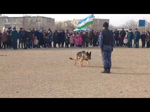 Видео: Зафарабад 2020.12.24