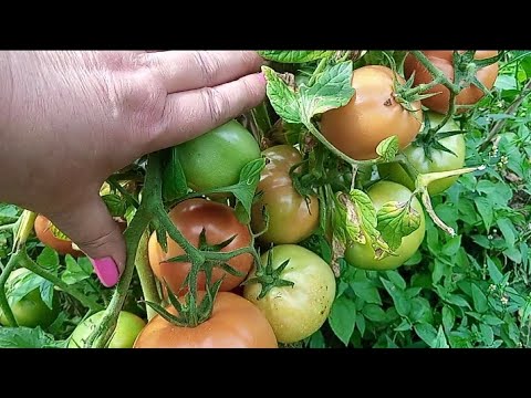Видео: ВРОЖАЙНІ СОРТИ ТОМАТІВ // ГРЯДКА З ТОМАТАМИ НА 13 серпня 2023 р.