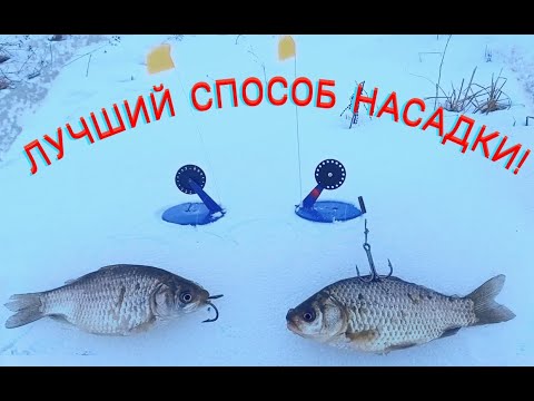 Видео: ЛУЧШИЙ СПОСОБ НАСАДКИ ЖИВЦА!!! РЫБАЛКА НА ЖЕРЛИЦЫ!