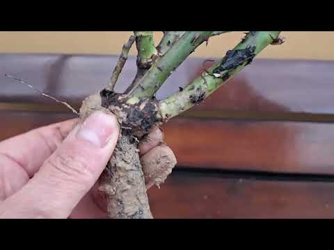 Видео: Троянди з "ЛЕСЬКОВЕ": оцініть якість 😉😊