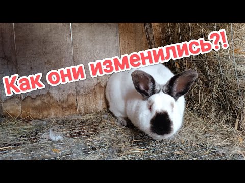 Видео: Обзор кроликов! / Разведение и содержание породистых кроликов!