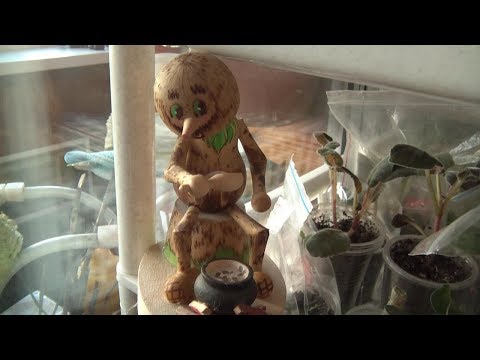 Видео: Мои комнатные цветочки Ноябрь 2018