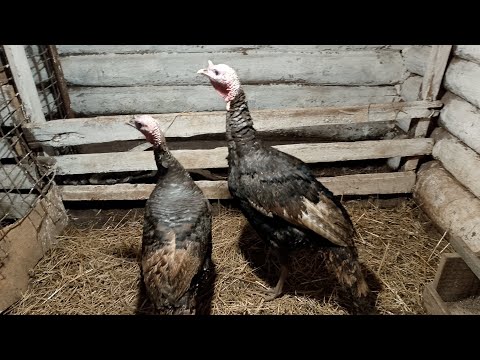 Видео: Пополнение на хозяйстве . Теперь у меня есть индюки