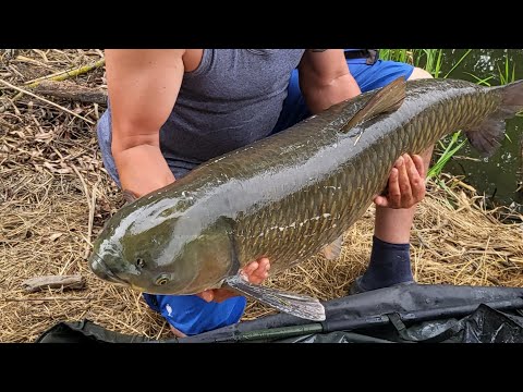 Видео: Трофейный Амур 25,5кг. Рыбалка в Германии Бавария река Майн.