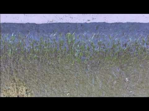 Видео: Уур…