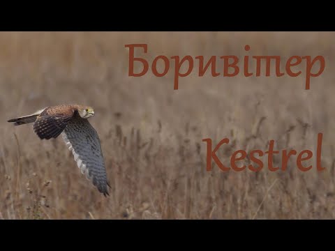 Видео: Боривітер. Kestrel . Пустельга