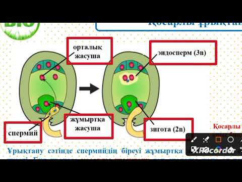 Видео: 7-сынып Гүлді өсімдіктерде қосарлы ұрықтанудың маңызы 