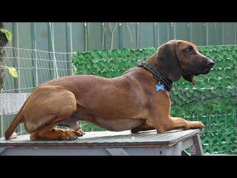 Видео: ДТ - 341. Фантастическая гончая - управление на грани сознания