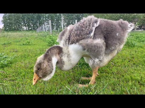 Видео: ХОЛМОГОРСКИЕ ГУСИ май 2023