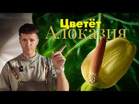 Видео: Цветение Алоказии Амазоники Dwarf | Редкий кадр и как выглядит цветок
