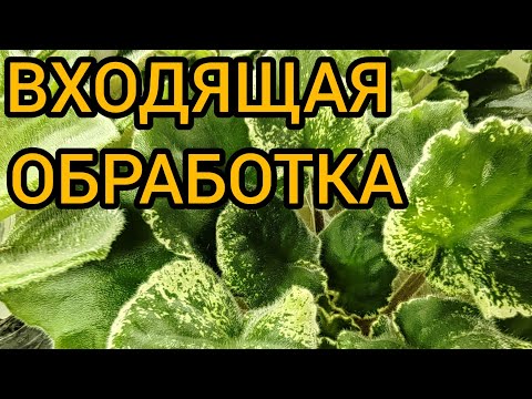 Видео: Входящая обработка фиалок #сенполии #фиалки #фитиль #ниссоран #фитоверм