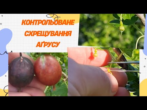 Видео: Контрольоване схрещування аґрусу