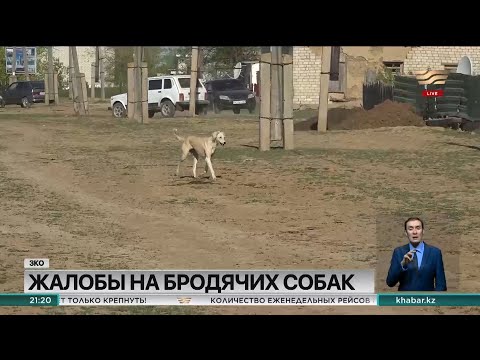 Видео: Бродячие собаки нападают на людей и скот в ЗКО