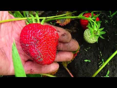 Видео: Ранняя клубника, которую выращиваем мы. Обзор сортов.