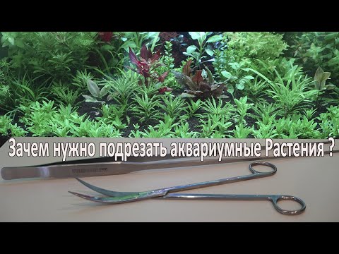 Видео: Зачем нужно подрезать аквариумные растения Тримминг растений в аквариуме